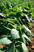 Tobacco crop in full growth ready for harvest, Vinales valley, Cuba