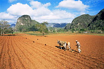 Ploughing Tobacco field with oxen, Vinales valley, Cuba