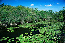 Lanier swamp, habitat of Cuban crocodile, Cuba
