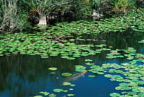 Cuban crocodile {Crocodylus rhombifer} Lanier swamp, Cuba