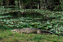 Cuban crocodile basking on bank {Crocodylus rhombifer} Lanier swamp, Cuba