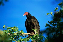 Turkey vulture {Cathartes aura} Zapata swamp, Cuba
