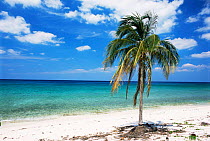 Solitary coconut palm tree on beach, Maria la Gorda, Guanhacabebes, W Cuba