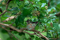 Bee hummingbird, female on nest {Mellisuga / Calypte helenae} Zapata swamp, Cuba