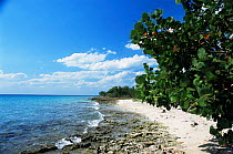 West coast of Cuba, Guanhacabebes, with Sea grape plant