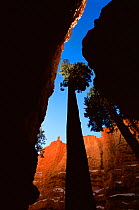 Ancient pine tree growing up to the light, Bryce Canyon, Utah, USA.
