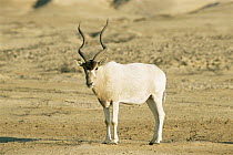 Addax {Addax nasomaculatus} endangered, Hawar Is, Bahrain