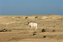 Addax {Addax nasomaculatus} endangered, Hawar Is, Bahrain