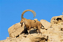 Nubian ibex {Capra ibex nubiana} Hawar Is, Bahrain