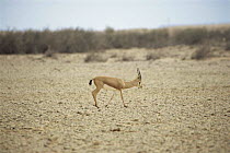 Arabian gazelle {Gazella gazella arabica} Hawar Is, Bahrain
