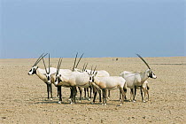 Arabian oryx {Oryx leucoryx} Hawar Is, Bahrain