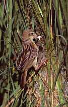 Fan-tailed warbler removes fecal pellet from nest {Cisticola juncidis} Spain
