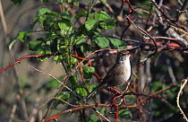 Cetti's warbler singing {Cettia cetti} Camargue, France
