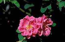 Roses at Jebel al Akhdar, Oman {Rosa damascena} grown for rosewater production