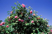 Rosebush at Jebel al Akhdar, Oman {Rosa damascena} for rosewater production