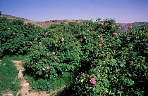 Rosebushes at Jebel al Akhdar, Oman {Rosa damascena} for rosewater production