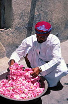Rose petal harvest, Jebel al Akhdar, Oman {Rosa damascena} for making rosewater