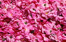Rose petals {Rosa damascena} harvested for rosewater production, Jebel al Akhdar.