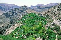 Rose gardens in Jebel al Akhdar, Oman for rosewater production.