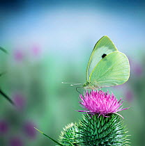 Large white / Cabbage white butterfly {Pieris brassicae} feeding on spear thistle, England