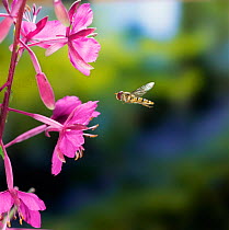 Migrant hoverfly {Syrphus balteus} visiting rosebay flowers, England