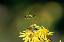Male hoverfly hovering above female {Eristalis sp.} on ragwort. England