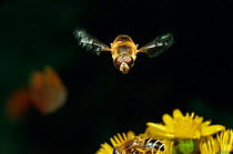 Male hoverfly hovering {Eristalis sp.} Europe.