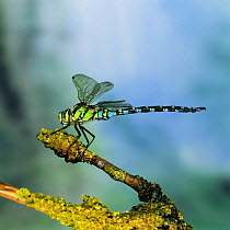 Southern Aeshna dragonfly male {Aeshna cyanea} UK.