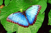 RF- Blue morpho butterfly (Morpho peleides) on leaf. Costa Rica, South America. (This image may be licensed either as rights managed or royalty free.)