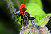 Red-headed cardinal beetle {Pyrochroa serraticornis} taking off, England
