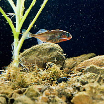 Male Three spined stickleback {Gasterosteus aculeatus} tends nest with newly hatched young, UK, Sequence 14/16