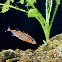 Male Three spined stickleback {Gasterosteus aculeatus} tending nest, UK, Sequence 13/16