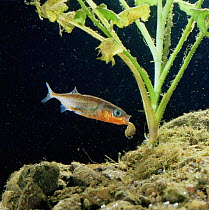 Male Three spined stickleback {Gasterosteus aculeatus} removes water snail from nest to protect eggs, Sequence 10/16