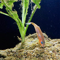 Male Three spined stickleback {Gasterosteus aculeatus} improves nest after female has spawned. Sequence 6/16