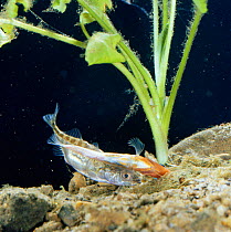 Male Three spined stickleback {Gasterosteus aculeatus} turns on side indicating nest entrance to female, Sequence 3/16