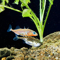 Male Three spined stickleback {Gasterosteus aculeatus} (pale coloured) urges female to enter nest, Sequence 2/16