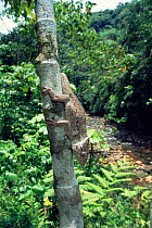 Cuban side blotched curly tailed lizard {Leiocephalus macropus} Cuba, Alexander