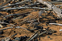 Male Three eyed lizard {Chararodon madagascariensis} Ifaty Spiny forest, Madagascar