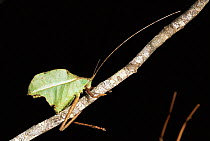 Leaf katydid mimics leaf {Cicloptera speculata} Costa Rica