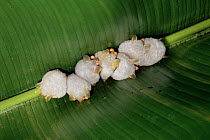 White bats roosting under palm leaf {Ectophylla alba} Tortuguero NP, Costa Rica