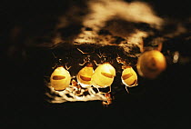 Worker Honey ants with abdomens swollen with honey {Myrmecocystus mimicus} USA