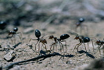 Territorial encounter of rival Honey / Honeypot ants standing tall {Myrmecocystus mimicus} New Mexico, USA
