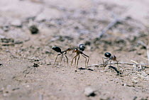 Territorial encounter of rival Honey ants standing tall {Myrmecocystus mimicus} NM, USA