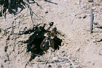 Honey / Honeypot ants raid rival colony to steal worker ants full of honey {Myrmecocystus mimicus} New Mexico, USA