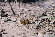Honey / Honeypot ants raid rival colony to steal worker ants full of honey {Myrmecocystus mimicus} New Mexico,  USA