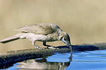 Little friarbird drinking from birdbath {Philemon citreogularis} QLD, Australia