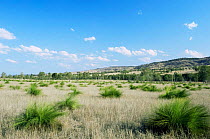 Grasstree / Common blackboy {Xanthorrhoea preissi} in dry landscape, QLD, Australia
