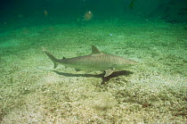 Blacknose shark {Carcharhinus acronotus} Bahamas, atlantic