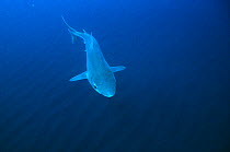 Tope / soupfin / school shark {Galeorhinus galeus} North Atlantic