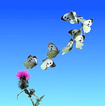 RF- Large white / Cabbage white butterfly (Pieris brassicae) taking off from thistle. UK, Digital composite. (This image may be licensed either as rights managed or royalty free.)